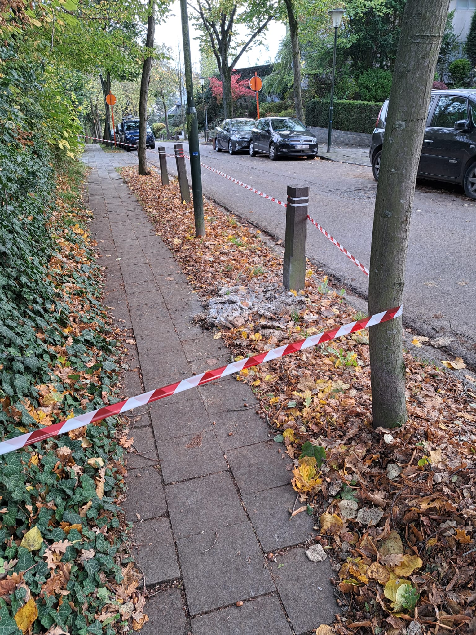 Nid de frelon asiatique tombé au sol – intervention en urgence